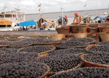 Técnicos e pesquisadores definem padrões de qualidade do açaí