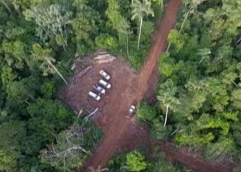 Estudo aponta indícios de fraudes nos planos de manejo florestal no Pará