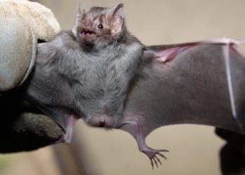 Sespa emite alerta para o município de Prainha, após médico ser mordido por morcego