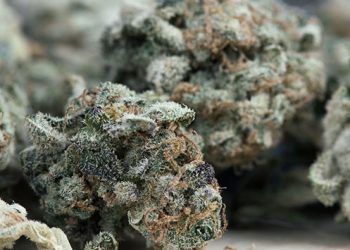 Foragido é preso transportando 500 quilos de Skank em lancha afundada no Rio Amazonas