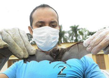 Aumenta para cinco o número de casos confirmados de raiva humana no Marajó