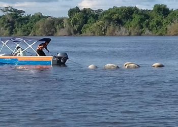 Marinha investiga naufrágio de embarcação com mais de 60 bois vivos em Altamira