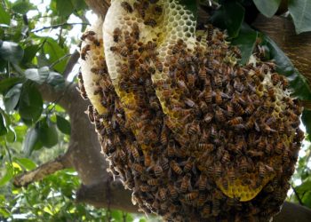 Ataque de abelhas deixa um homem morto e outro hospitalizado em Alenquer