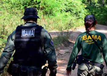Animais silvestres são resgatados em operação do Ibama no Pará