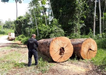 Carga de madeiras nobres é aprendida e três homens são presos por crime ambiental, em Tucuruí
