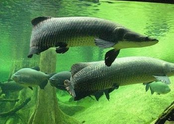 Pesquisa em rios amazônicos comprova que proximidade de centros urbanos afeta comunidades de peixes