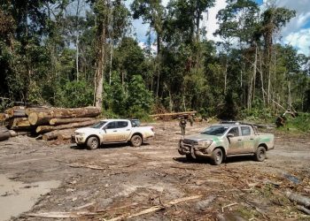 Ibama apreende madeira extraída ilegalmente em terra indígena no Pará