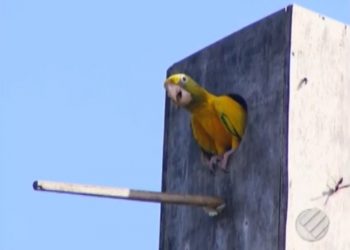 Nasce primeiro filhote de ararajuba depois de 50 anos na Grande Belém