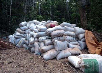 Polícia Militar encontra carga de cacau roubada na BR-230
