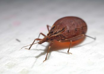 Cerca de 10% dos alimentos à base de açaí no PA e RJ apresentaram DNA do parasito que transmite Chagas, diz Fiocruz