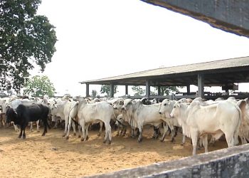 Justiça suspende taxa de embarque de boi vivo para exportação no Pará