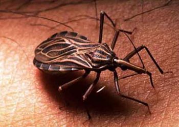 Mais dois casos de doença de chagas são confirmados em Acará, no PA; agora são 20 pessoas contaminadas