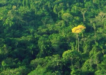 Como fraudes de madeireiras ameaçam a sobrevivência do ipê na Amazônia