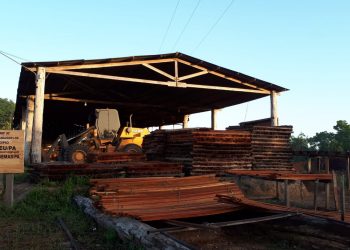 PF fecha madeireiras que desmatavam 4 mil m³ de madeira por mês dentro de terra indígena no Pará