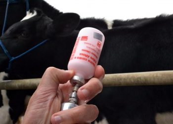 Faro e Terra Santa entram na última semana de vacinação contra a febre aftosa