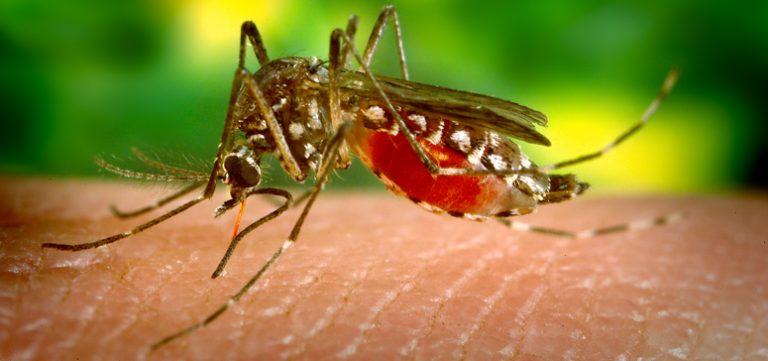 O Aedes aegypti, mosquito transmissor da dengue — Foto: CDC
