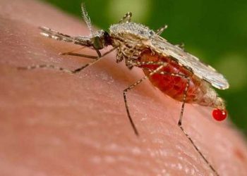 Cientistas eliminam população de mosquito vetor da malária com edição genética