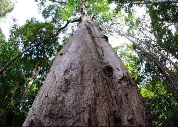 Concessão florestal garante recursos de mais de R$ 600 mil para gestão ambiental em Faro