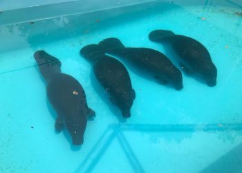 Peixes-boi resgatados em comunidades rurais passam por readaptação em água de rio