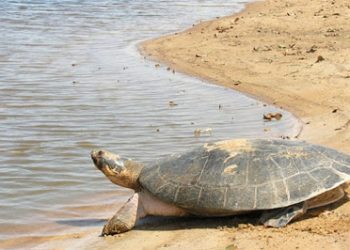Tartaruga-da-Amazônia é resgatada e devolvida a natureza