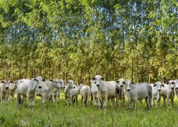 Pará criou mais de 1.500 postos de trabalho na agropecuária nos últimos 10 meses