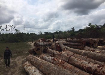 Operação apreende cerca de três mil metros cúbicos de madeira no interior do Pará