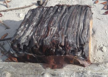 Pacotes sem identificação são encontrados em praias no litoral do Pará