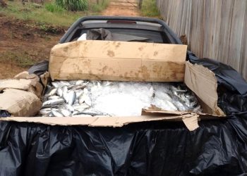 Operação apreende 3 toneladas de pescado em Tucuruí
