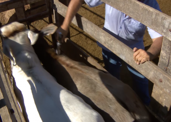 Período de vacinação antirrábica obrigatória a rebanhos inicia em novembro no PA