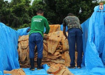 12 toneladas de carne de pirarucu e jacaré são doadas após apreensão em Juruti