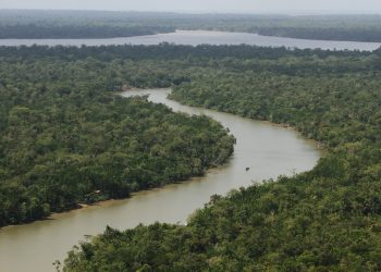 Centro de Treinamento em Manejo Florestal deve ser implantado em Juruti