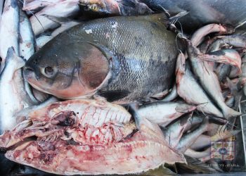 Mopebam é contra mudança no período do defeso na Bacia Amazônia