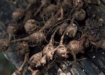 Estudo comprova atividade anti-inflamatória do óleo de Priprioca