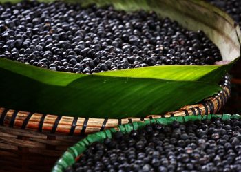 Açaí pode atuar na prevenção de doenças do coração
