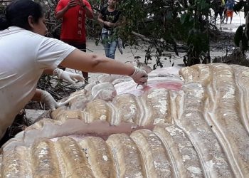 Baleia Jubarte encontrada em mata do Marajó passa por necropsia