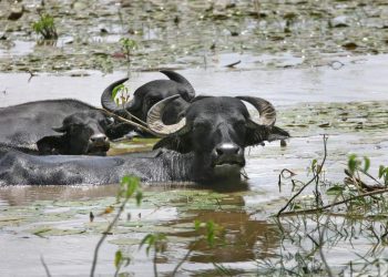 Pará receberá sêmen de búfalos indianos para aumentar a produtividade leiteira