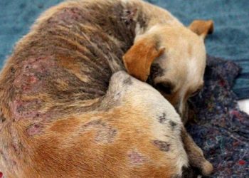 Alepa aprova projetos de lei voltados ao bem estar de animais no Pará