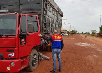 Sefa apreende 51 cabeças de gado em Dom Eliseu, no Pará