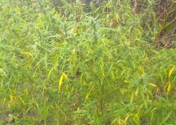 Polícia encontra plantação com mais de 500 pés de maconha em Concórdia do Pará