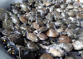 Quase 4 mil filhotes de quelônios são pesados e marcados em ação ambiental em Juruti