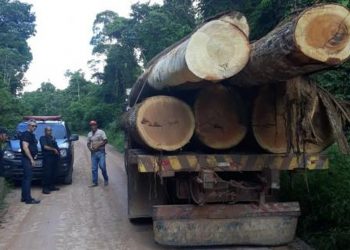 Cinco pessoas são presas por transportar madeira em extinção no PA