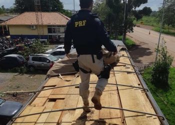 Caminhões são apreendidos transportando 78 m³ de madeira ilegal em Altamira