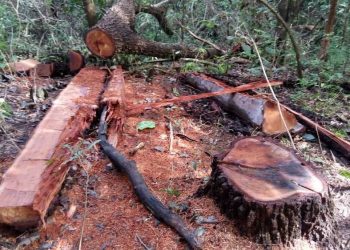 Madeireira e sócio são condenados a recuperar área de floresta nativa degradada em Santarém