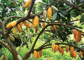 Conselho do Funcacau discute mudanças no critério de aprovação de projetos