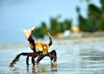 Período de defeso do Caranguejo-Uçá recomeça na próxima terça-feira