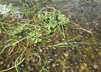 Ação ambiental solta quase 4 mil filhotes de quelônios na natureza em Juruti, PA