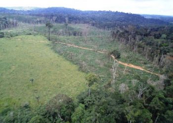 Pará é o estado com maior índice de desmatamento da Amazônia Legal em janeiro de 2019, diz Imazon