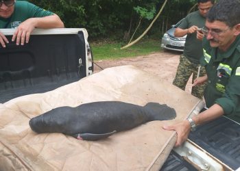 Filhote de peixe-boi é resgatado próximo à Usina Hidrelétrica de Curuá-Una, em Santarém