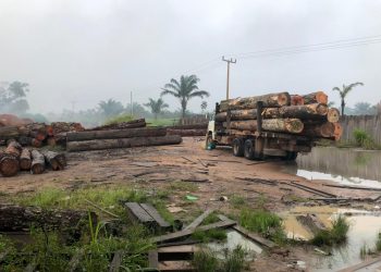 Vereador, chefe do Ibama e mais oito são presos no Piauí por comércio ilegal de madeira