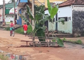 Moradores de Altamira protestam contra má condições das ruas e plantam bananeiras em buracos da via